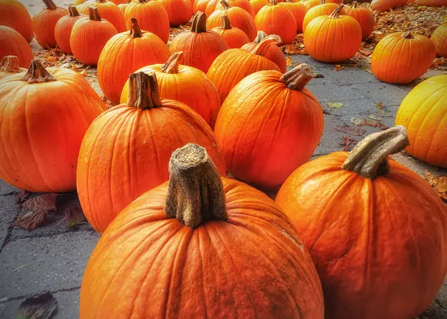 Kürbisse beeindrucken mich wegen ihrer Vielfalt an Größe und Farbe. Dies Art   aber hat immer die gleich schöne Farbe.  | Foto: Rüdiger Reingräber