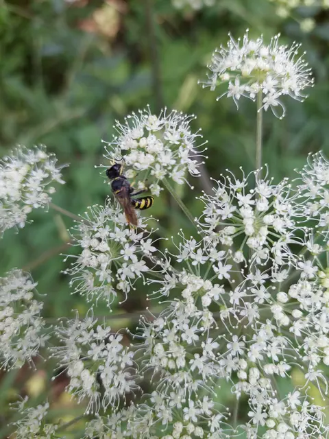 Die wunderschöne Engelwurz wird von einer Wespe  besucht. | Foto: Foto privat