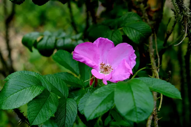 Foto: Eduard Warenik