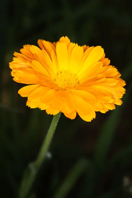 Foto: Yvonne Sperber