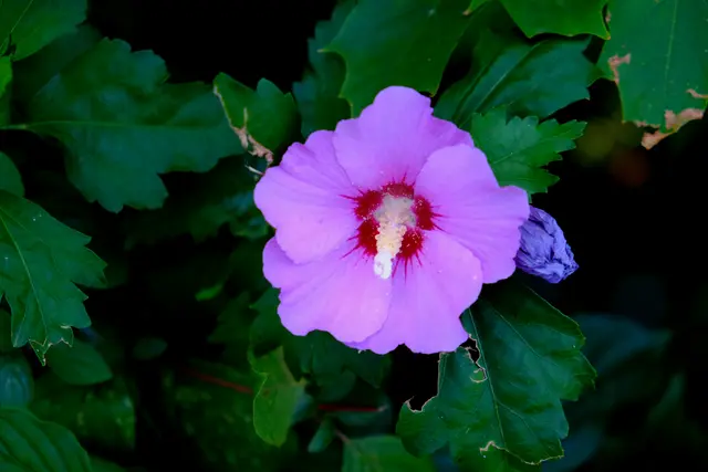 Foto: Eduard Warenik