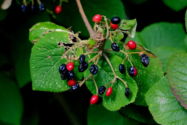 Roter Holunder beim Farbwechsel der Beeren von Rot auf Schwarz. | Foto: Eduard Warenik