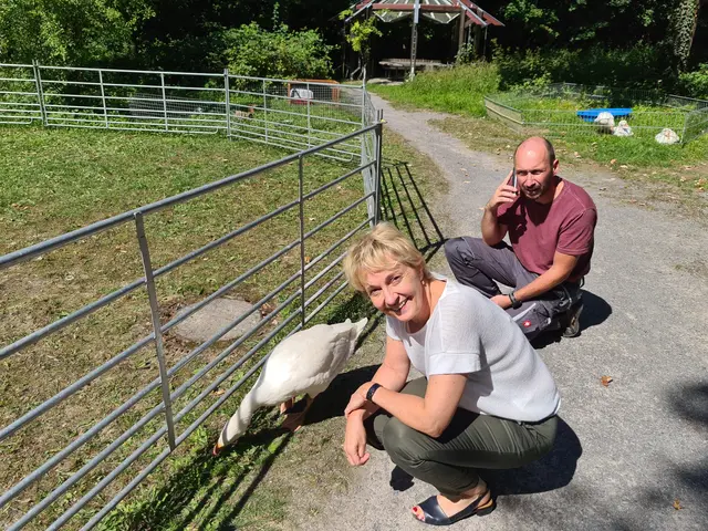Ilona Reichle und Thomas Eichhorn beim Gänse hüten. | Foto: Claudia Jäger