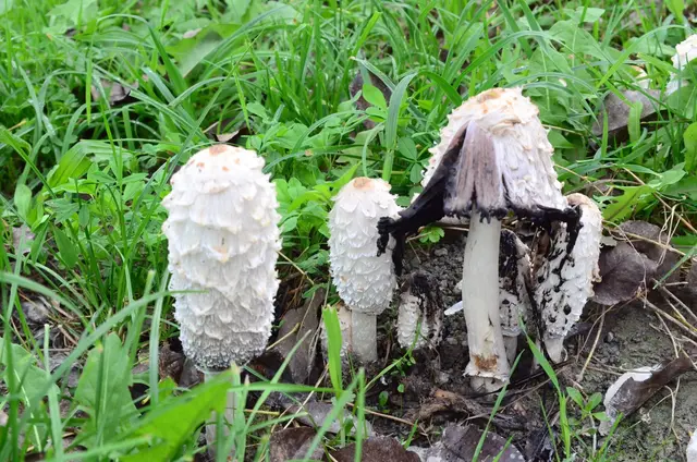 Der eine in der Reihe ist schon verwelkt.  | Foto: Herbert Maihöfer
