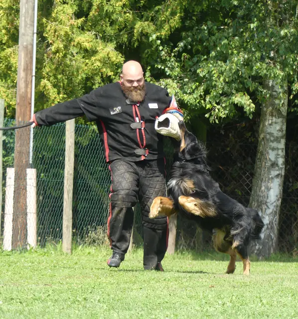 Hoverwart Fredo hat Schutzdiensthelfer Carsten Fuchs fest im Griff  | Foto: Urheberin aller Bilder - Elke Wülk