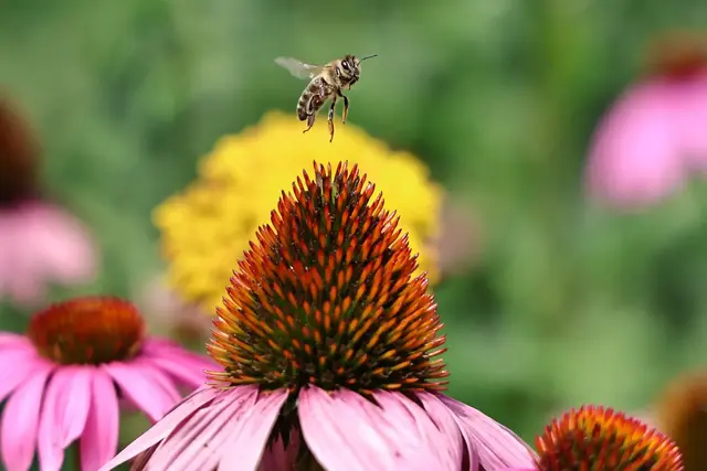 Das Bild des Monats von Martin Butz wirkt fast wie ein Bienentanz über der Echinacea-Blüte. | Foto: Martin Butz 