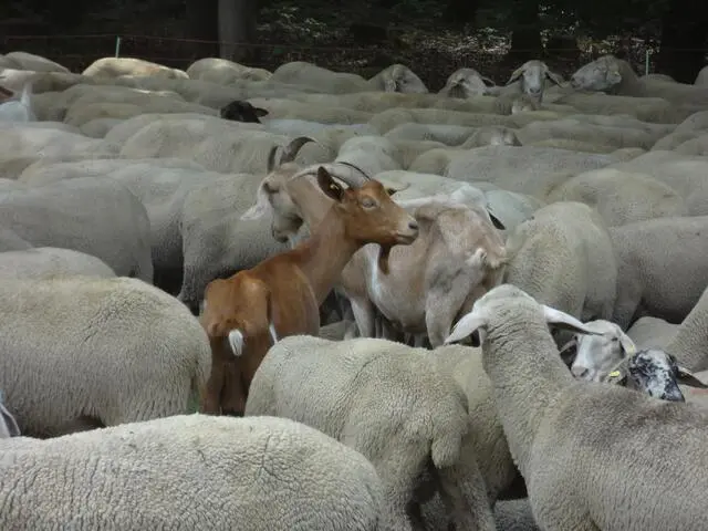Was machen die Ziegen in der Schafherde?  | Foto: Sigrid Schlottke