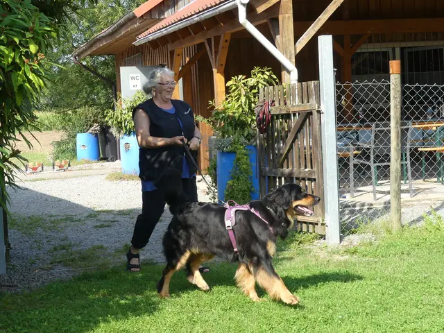 Unsere Teilnehmerin aus den Niederlanden, Kerensa Prinsen, wartet mit Hoverwart-Dame Caoimhe auf ihren Einsatz | Foto: Urheberin aller Bilder - Elke Wülk