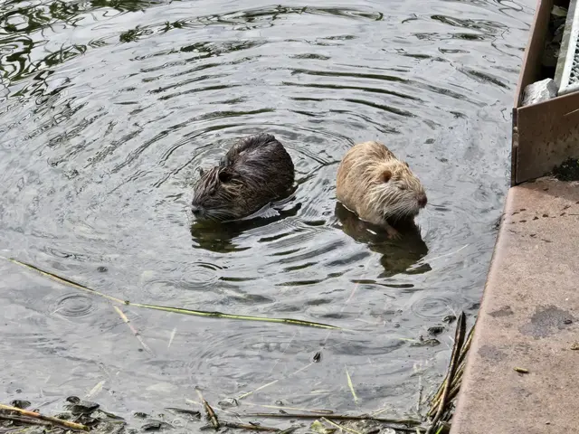 Unter der Nutria-Herde im Heilbronner Neckarbogen lebt ein Albino. Er ist besonders - er tanzt sozusagen aus der Reihe.  | Foto: Heidrun Rosenberger