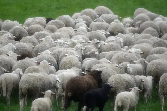 Anders als die anderen: Schwarze Schafe in der Herde. | Foto: Moni Bordt