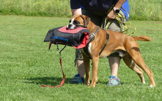 Boxer Akkurat (Akki) mit festem Griff | Foto: Urheberin aller Bilder - Elke Wülk