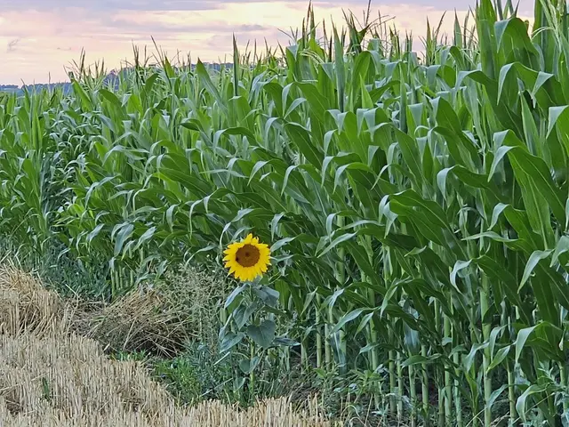 Die gehört da doch gar nicht hin... Eine einzelne Sonnenblume am Rand des Maisfelds.  | Foto: Helga El-Kothany