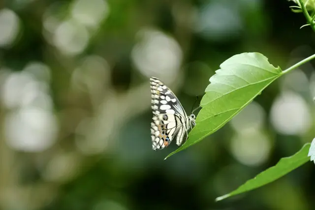Foto: ED