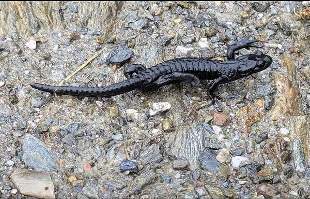 Ein Alpensalamander querte den Weg, so hatten wir doch noch ein Highlight an diesem Tag! | Foto: Isolde Reitz