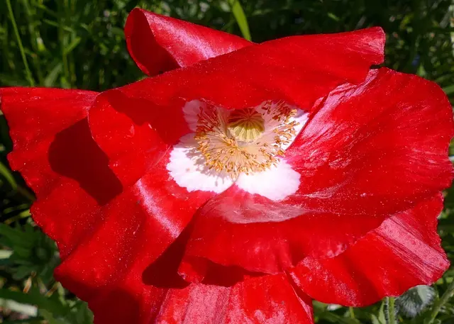 Roter Mohn | Foto: KHW