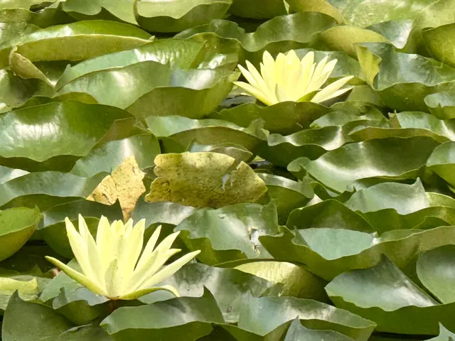 Foto: Heide Böllinger aus Bad Friedrichshall