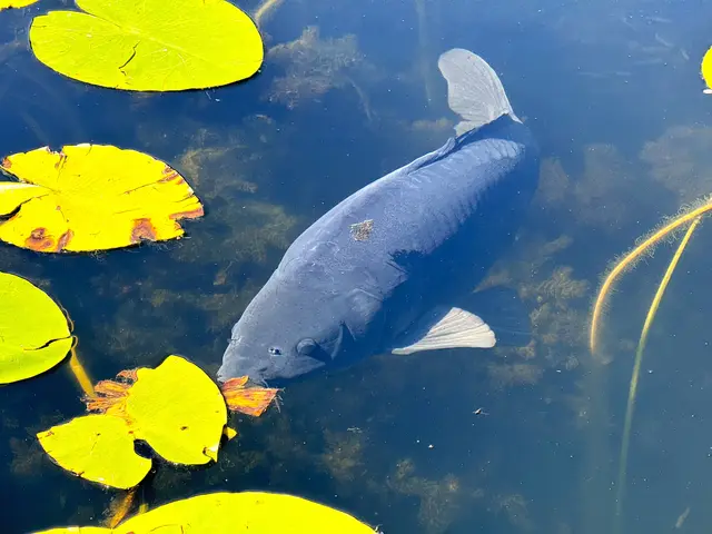Foto: Heide Böllinger aus Bad Friedrichshall