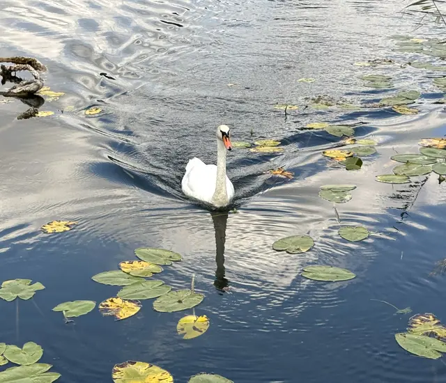 Foto: Heide Böllinger aus Bad Friedrichshall
