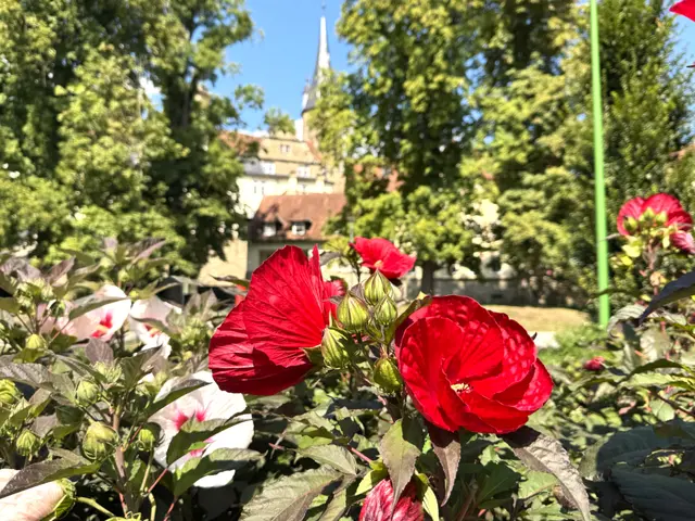 Foto: Heide Böllinger aus Bad Friedrichshall