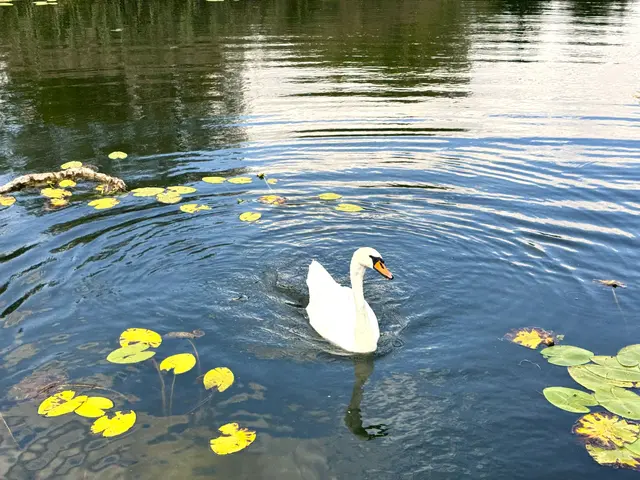 Foto: Heide Böllinger aus Bad Friedrichshall
