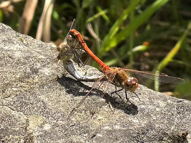 Foto: Heide Böllinger aus Bad Friedrichshall
