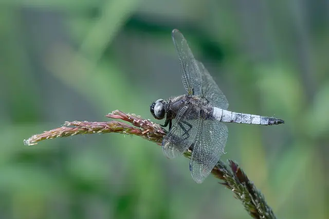 Die Plattbauchlibellen sind auch noch unterwegs. | Foto: Michael Harmsen