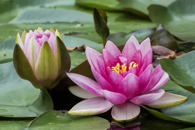 Foto: Michael Harmsen