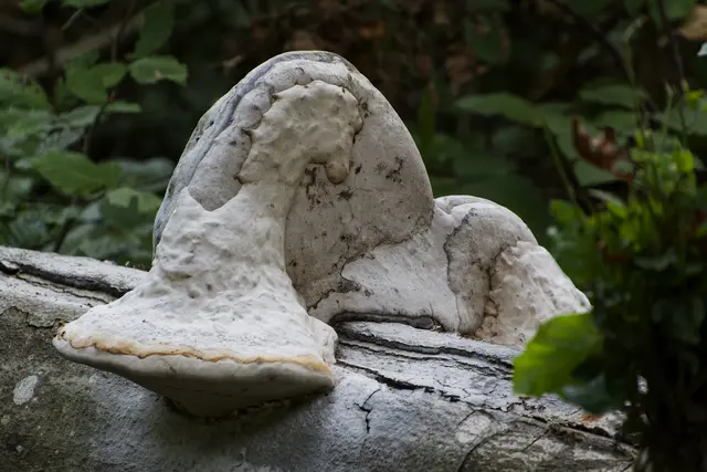 Dieser Baumpilz könnte in der Werkstatt von Auguste Rodin entstanden sein. | Foto: Michael Harmsen