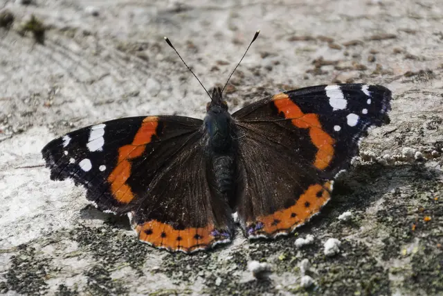 Ein prächtiger Admiral. | Foto: Michael Harmsen