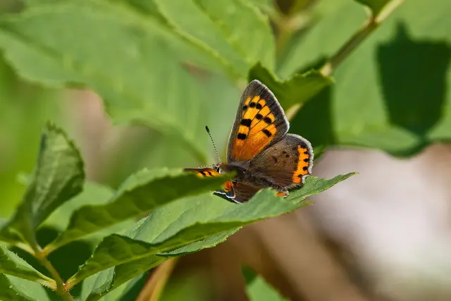 kleiner Feuerfalter | Foto: WKY