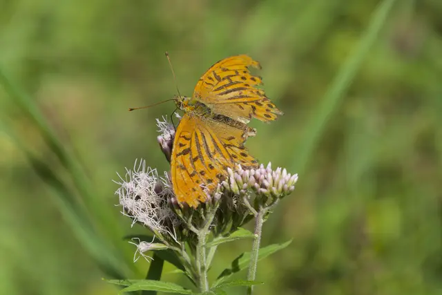 Ganz schön ramponiert dieser Kaisermantel. | Foto: Michael Harmsen