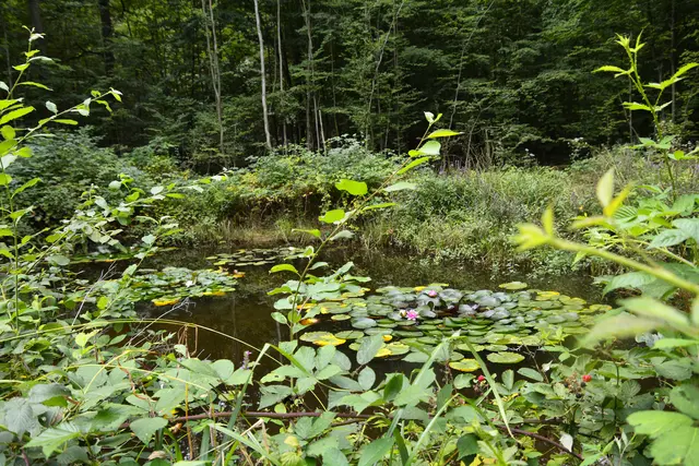 Seerosenteich. | Foto: Michael Harmsen