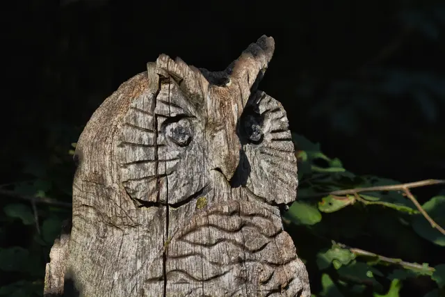 Die Eule beobachtet aufmerksam unsere Gruppe. | Foto: Michael Harmsen
