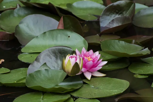 Foto: Michael Harmsen