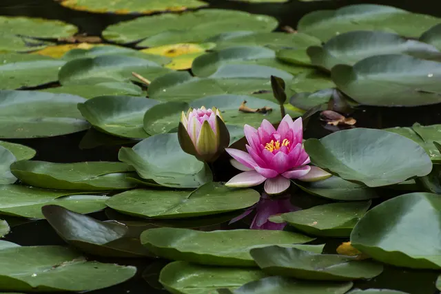 Herrlich die Seerosen auf dem kleinen Weiher. | Foto: Michael Harmsen