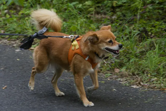Tilda ist ein vollwertiges Mitglied der Wandergruppe. | Foto: Michael Harmsen