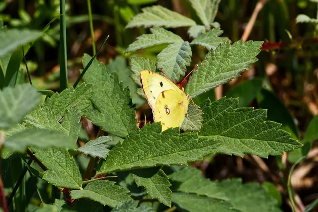 Postillion (aus der Familie der Gelblinge, wie man unschwer erkennt 😊) | Foto: WKY