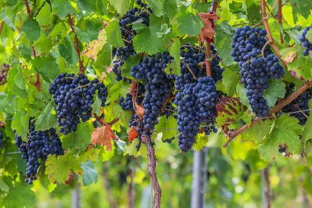 Foto: Stephanie Rüdele