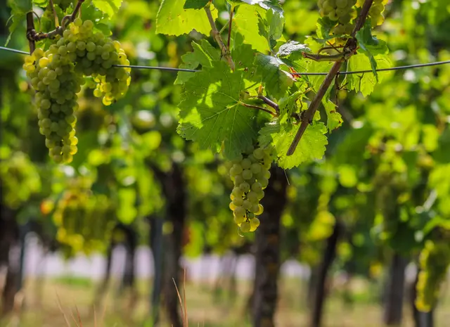 Foto: Stephanie Rüdele