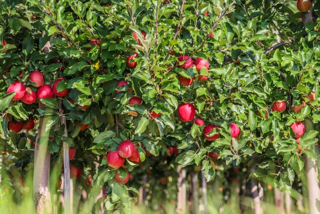 Foto: Stephanie Rüdele