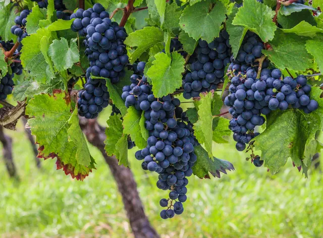 Foto: Stephanie Rüdele