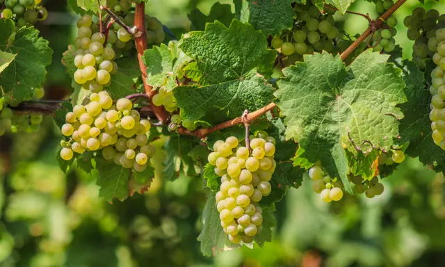 Foto: Stephanie Rüdele