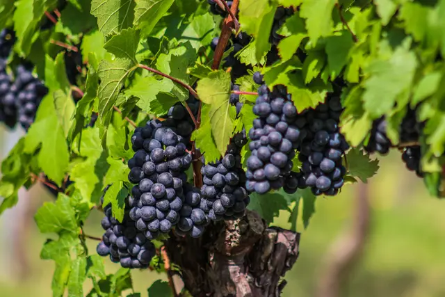 Foto: Stephanie Rüdele