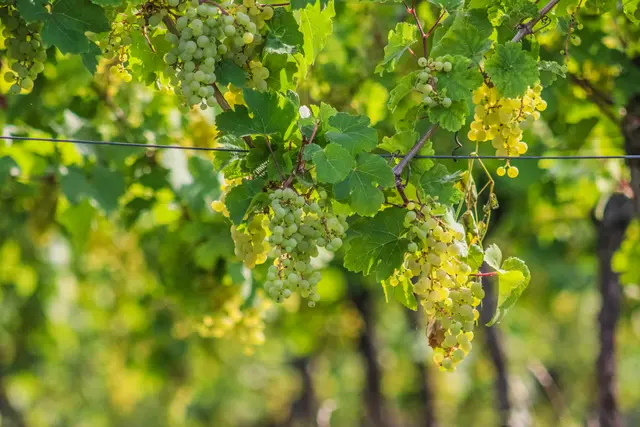 Foto: Stephanie Rüdele