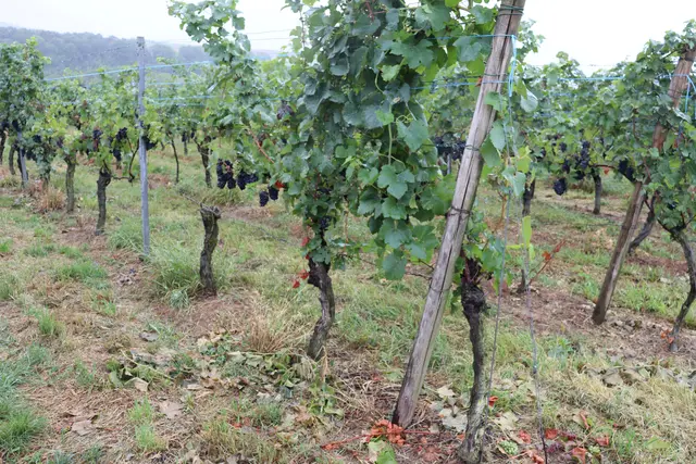 Weinreben  | Foto: Marga Specht