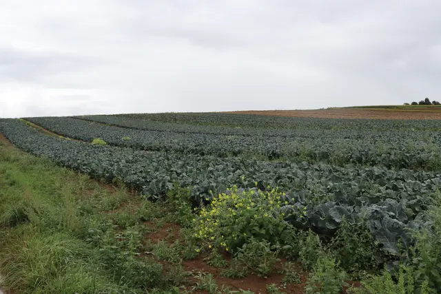 Auf der Anhöhe vor Schozach | Foto: Marga Specht
