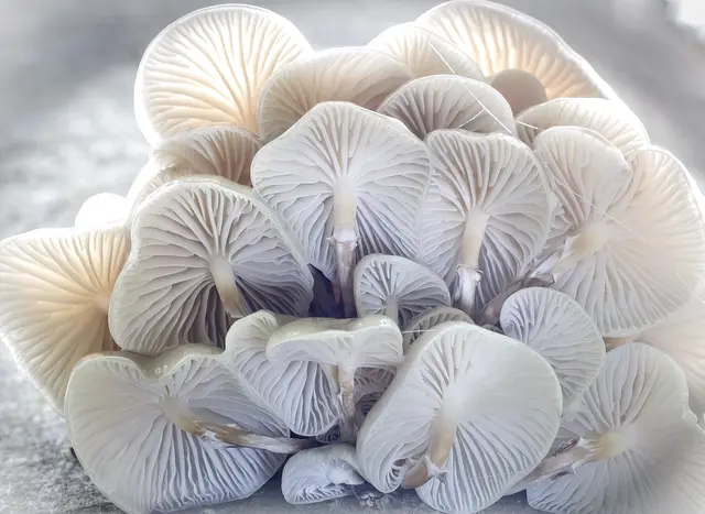 Pilze - weiße Schattierungen | Foto: c uschipohl