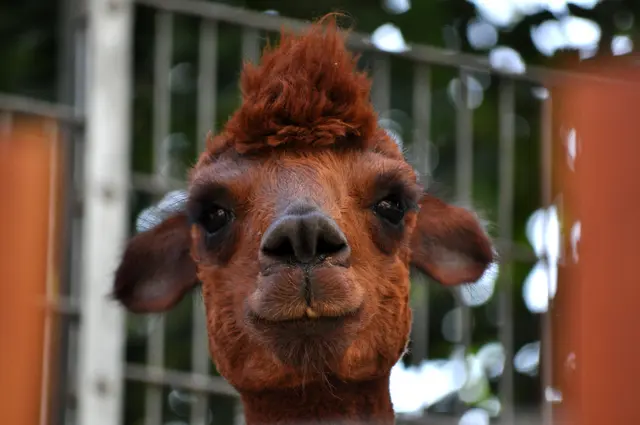 Was guggsch so? Hab halt nen neuen Frisör. | Foto: Daniela Somers