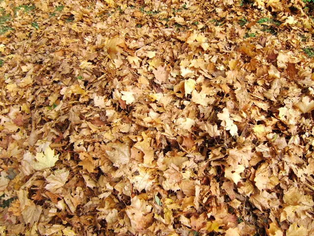 Herbstlaub | Foto: JuKo