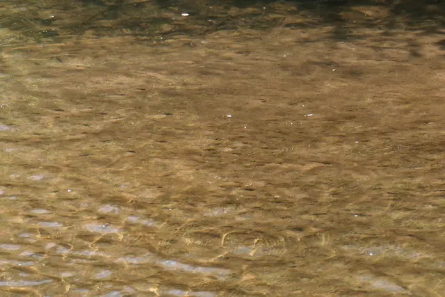 Wasser in einem Bachlauf | Foto: JuKo
